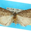 Diceratucha xenopis Lower 1902 resmi