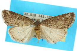 Diceratucha xenopis Lower 1902 resmi