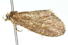 Diceratucha xenopis Lower 1902 resmi