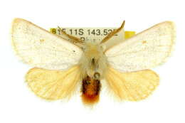 Image of <i>Epicoma subargentea</i>