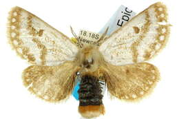 Image of Epicoma chrysosema Turner