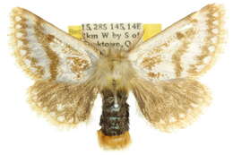 Image of Epicoma chrysosema Turner