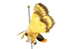 Image of Epicoma phoenura Turner