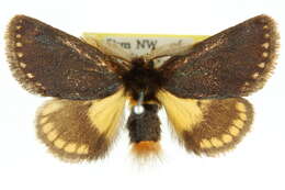 Image of Epicoma phoenura Turner