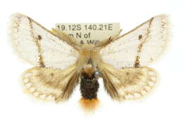 Image of Epicoma derbyana Strand 1929