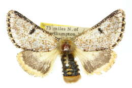 Image of Epicoma signata Walker