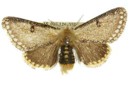 Image of Epicoma anisozyga Turner