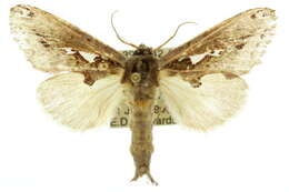 Image of Allata indistincta Rothschild 1917