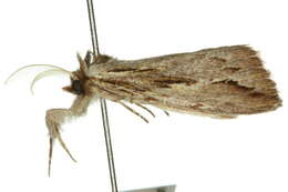 Image of Ecnomodes sagittaria Lucas 1899