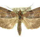 Image of Porsica acarodes Turner 1903