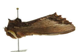 Image of Hylaeora eucalypti Doubleday 1848