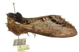 Image of Hylaeora eucalypti Doubleday 1848