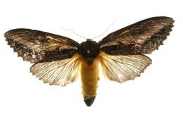 Image of <i>Hylaeora caustopis</i>