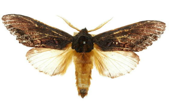 Image of <i>Hylaeora dilucida</i>