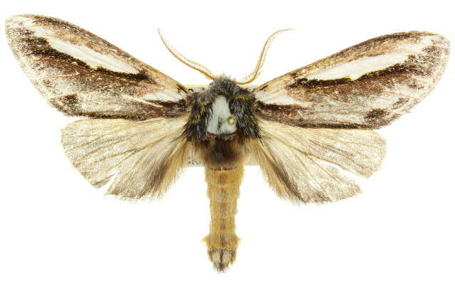 Image of Hylaeora