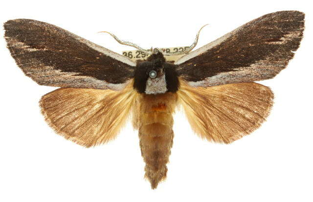 Image of Hylaeora capucina Felder 1874