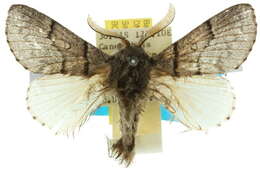 Image of Porela notabilis Walker 1855