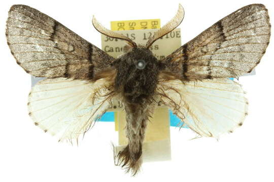 Image of Porela notabilis Walker 1855