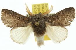 Image of Porela notabilis Walker 1855