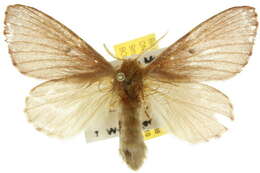 Image of Symphyta nyctopis Turner 1902