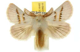 Image of <i>Eremaea zonospila</i>