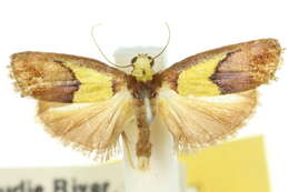 <i>Chrysomesia lophoptera</i>的圖片