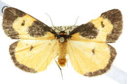 Image of Castulo plagiata Walker 1854