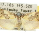 صورة Philenora pteridopola Turner 1922