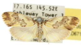 Image of Philenora pteridopola Turner 1922