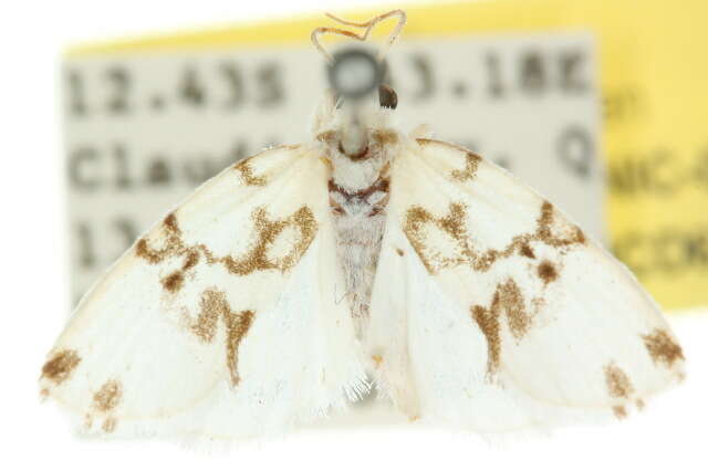 Image of Philenora nudaridia Hampson 1900