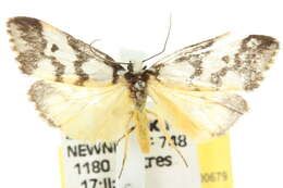 Image of Philenora undulosa Walker 1857