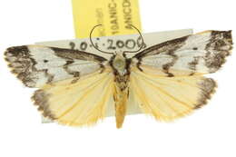 Image of Philenora undulosa Walker 1857