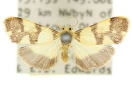 Image of Philenora placochrysa Turner 1899