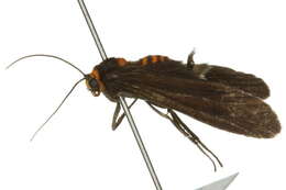 صورة Pseudophanes melanoptera Turner 1940