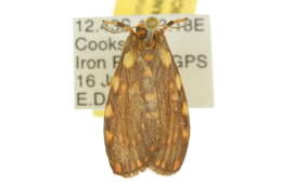 Image of Cyme reticulata Felder 1861