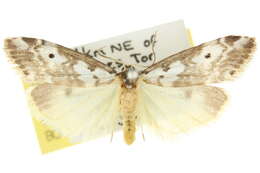 Image of Thallarcha isophragma Meyrick 1886