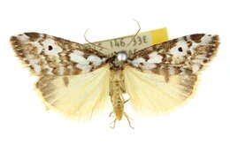 Image of Thallarcha isophragma Meyrick 1886