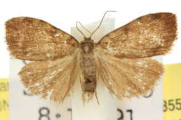 Image of Damias pelochroa Hampson 1914