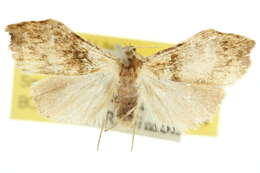 Image of Macaduma toxophora Turner 1899