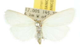 Image of Cyana asticta (Hampson 1909)