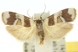 Image of Atelophleps tridesma Turner 1940