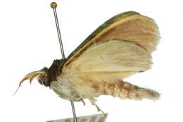 Image of <i>Neostauropus viridissimus</i>