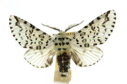 Image of Cerura australis Scott 1865