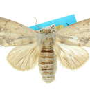 Pheraspis spodea Turner 1903 resmi