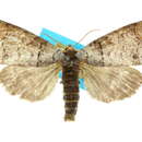 Image of Phalera amboinae Felder 1874