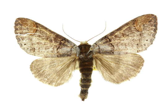 Image of Phalera amboinae Felder 1874