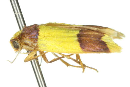 Heterallactis microchrysa Turner 1940 resmi