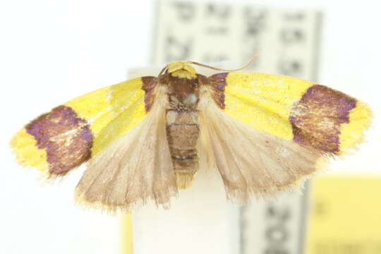 Image of Heterallactis microchrysa Turner 1940