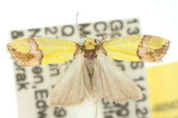 Image of Licnoptera Meyrick 1889