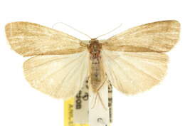 صورة Threnosia myochroa Turner 1940